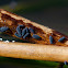 water springtails