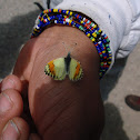 Sara's Orangetip