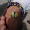 Sara's Orangetip