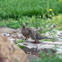 Mourning Doves