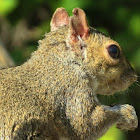 Grey Squirrel