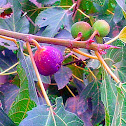 Ficus carica