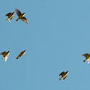 Cassin's Kingbird