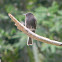 mosquero negro - viudita de Río - Black Phoebe