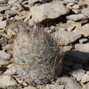 Sea-urchin cactus