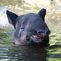 Malayan Tapir