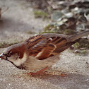 House Sparrow