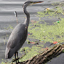 Grey Heron