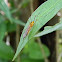 tiger crane fly