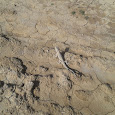 Wildlife of Iran