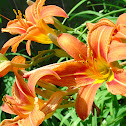day lily