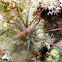Lion fish
