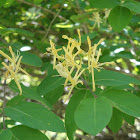 Honeysuckle