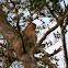 Proboscis Monkey