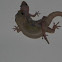 Gecko