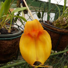 Masdevallia orchid
