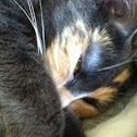 Calico
