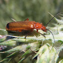 Red soldier beetle. Soldadito Rojo