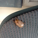 Grapevine Beetle