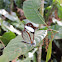 Mariposa Cristal