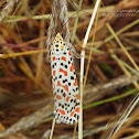 Crimson Speckled Footman