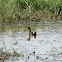 Common Moorhen