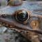 Leopard Frog