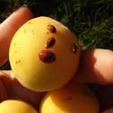 Loquat