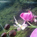 Pink Orchid Mantis