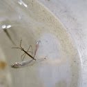 Water Scorpion