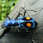 Tiger beetle