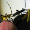 Geometrid Moth Looper