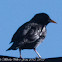 Spotless Starling; Estornino Negro