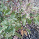 Oregon Grape