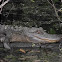 American Alligator