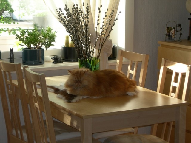 [DinnerTable_before[3].jpg]