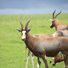 Blesbok