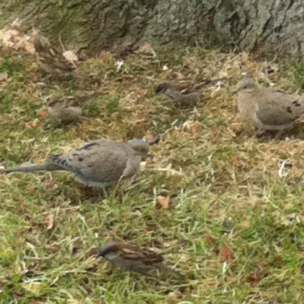 House sparrow/Mourning dove