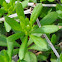 Sweet Woodruff