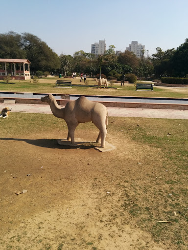 Camels At Tau Devi Lal Park