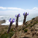 Lavanda