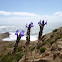 Lavanda