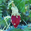 Opuntia fruit