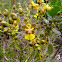 Orquídea Chuva-de-ouro