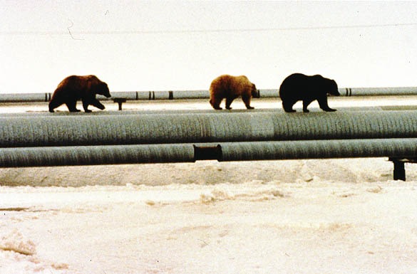 [11-Bears on pipeline[4].jpg]