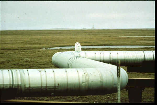 [20-Owl on pipeline[4].jpg]