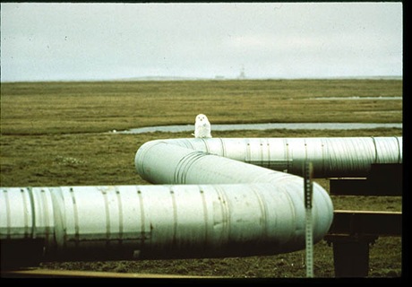 20-Owl on pipeline