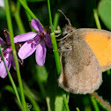 Small Heath, Níspola