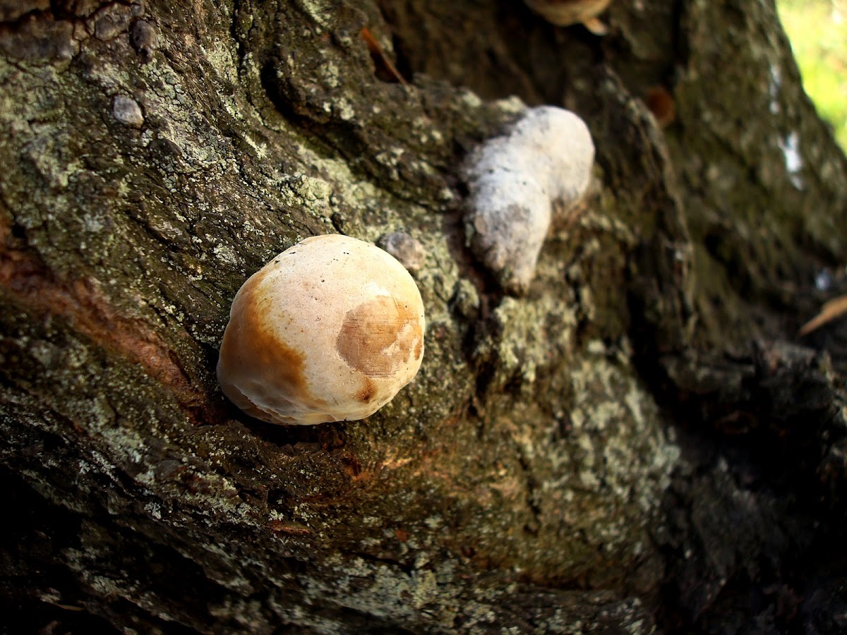 Ganoderma adspersum