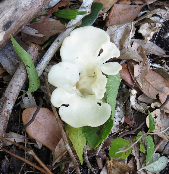 Spotting Image 1